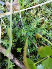 Polytrichum juniperinum