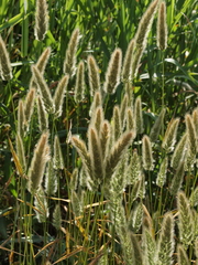 Polypogon monspeliensis