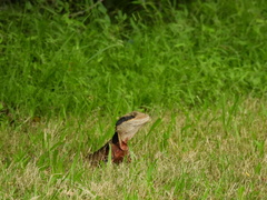 Intellagama lesueurii