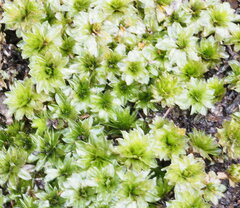 Rhodobryum