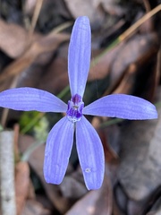 Cyanicula sericea