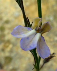Lobelia capillifolia