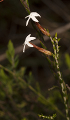 Lysinema pentapetalum
