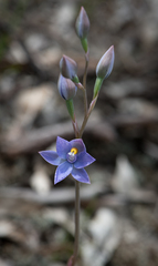 Thelymitra nuda