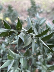 Ruscus aculeatus
