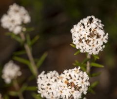 Leucopogon capitellatus
