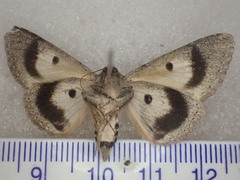 Eudesmeola lawsoni