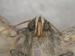 Eudesmeola lawsoni