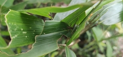 Svistella bifasciata