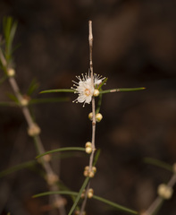 Hypocalymma angustifolium