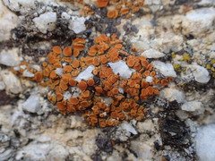 Rufoplaca arenaria