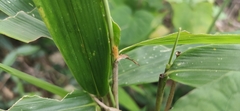 Svistella bifasciata