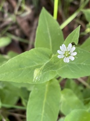 Stellaria aquatica