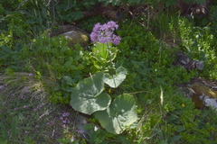 Adenostyles alliariae