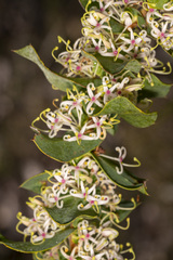 Hakea prostrata