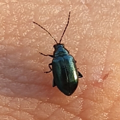 Psylliodes chrysocephala