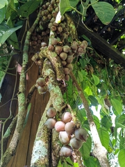 Schisandra macrocarpa