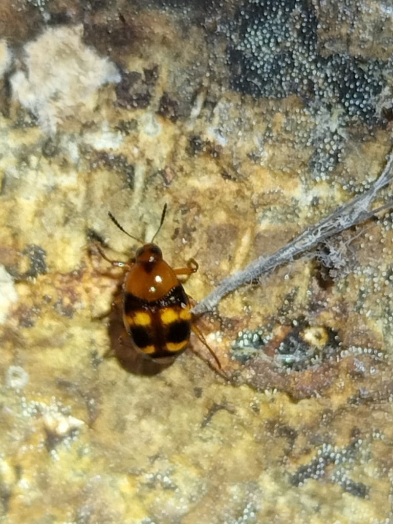 Scaphidium trimaculatum