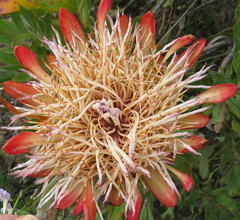 Protea susannae