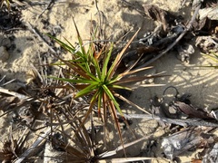 Cyperus pedunculatus