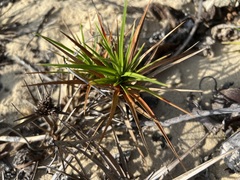 Cyperus pedunculatus