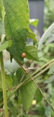 Coccinellinae