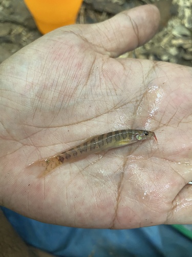 Kapuas loach (Nemacheilus kapuasensis) — Nemacheilidae