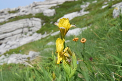 Iris variegata