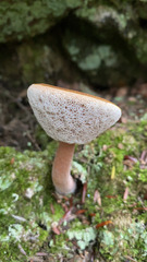 Gyroporus castaneus