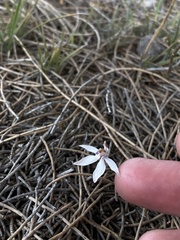 Caladenia saccharata
