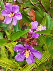 Melastoma malabathricum