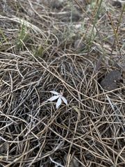 Caladenia saccharata