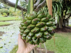 Pandanaceae