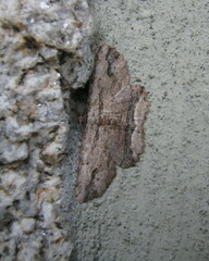 Menophra abruptaria