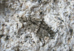Peribatodes ilicaria