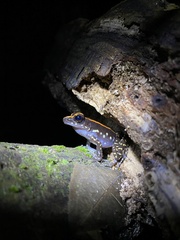 Pulchrana centropeninsularis