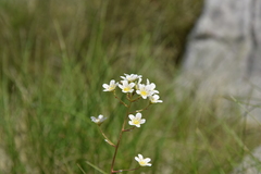 Saxifraga paniculata