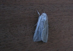 Mythimna riparia