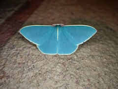 Chlorocoma assimilis