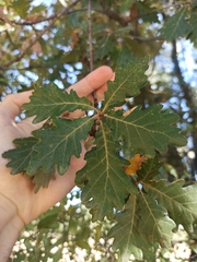 Quercus pyrenaica