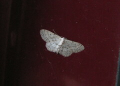 Idaea