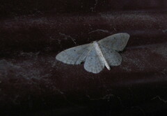 Idaea biselata