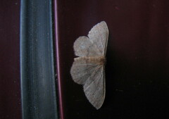 Idaea eugeniata