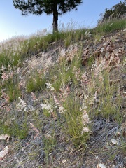 Melinis repens repens