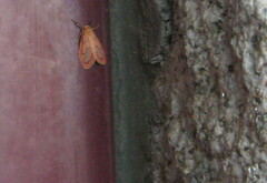 Miltochrista miniata