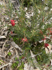 Grevillea preissii