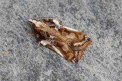 Acleris cristana