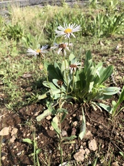 Erigeron formosissimus