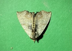 Hyperlopha compactilis