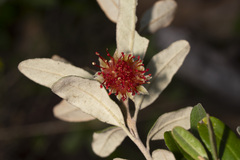 Diplolaena dampieri